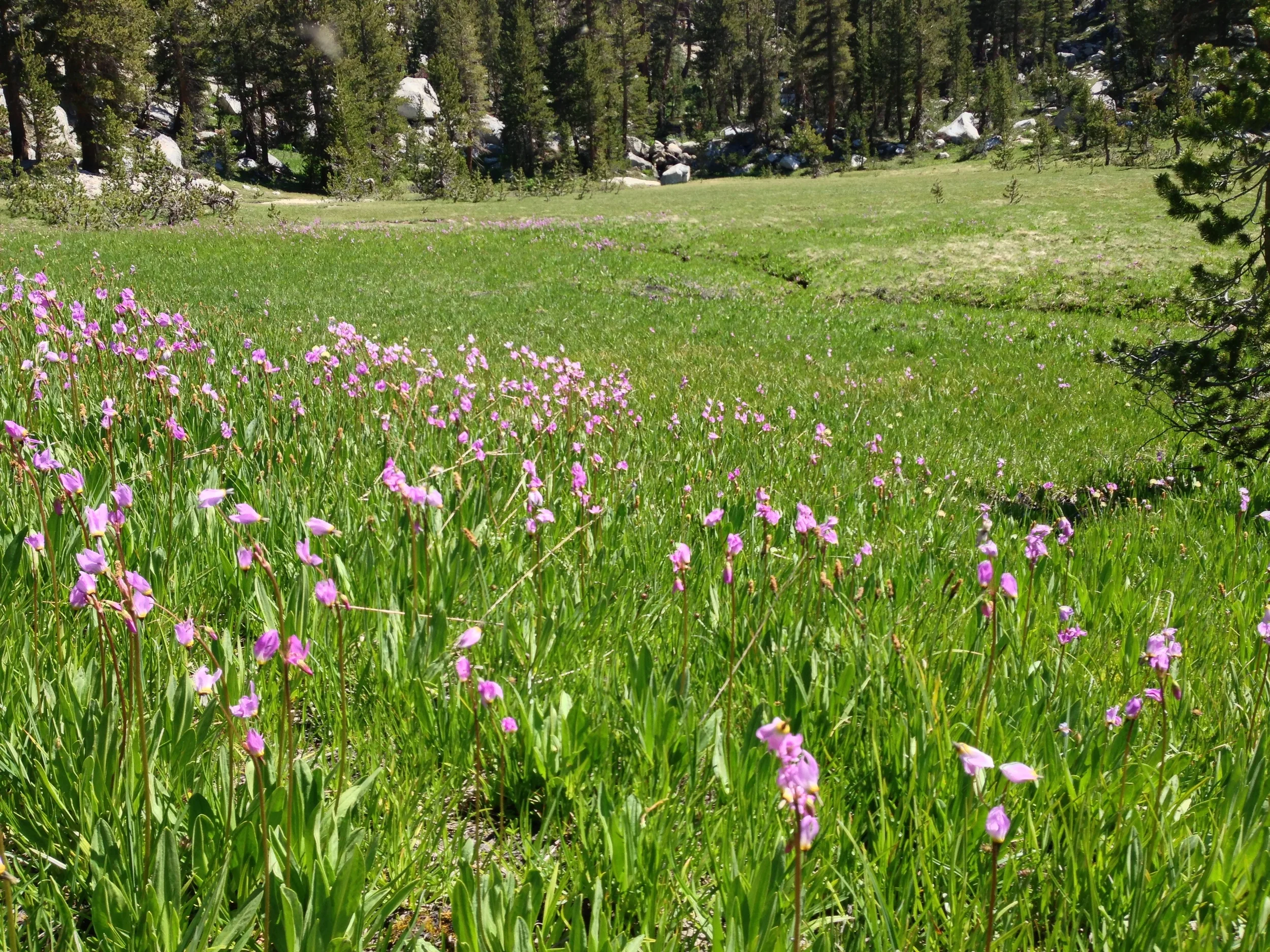 Sierra High Route 2013 11