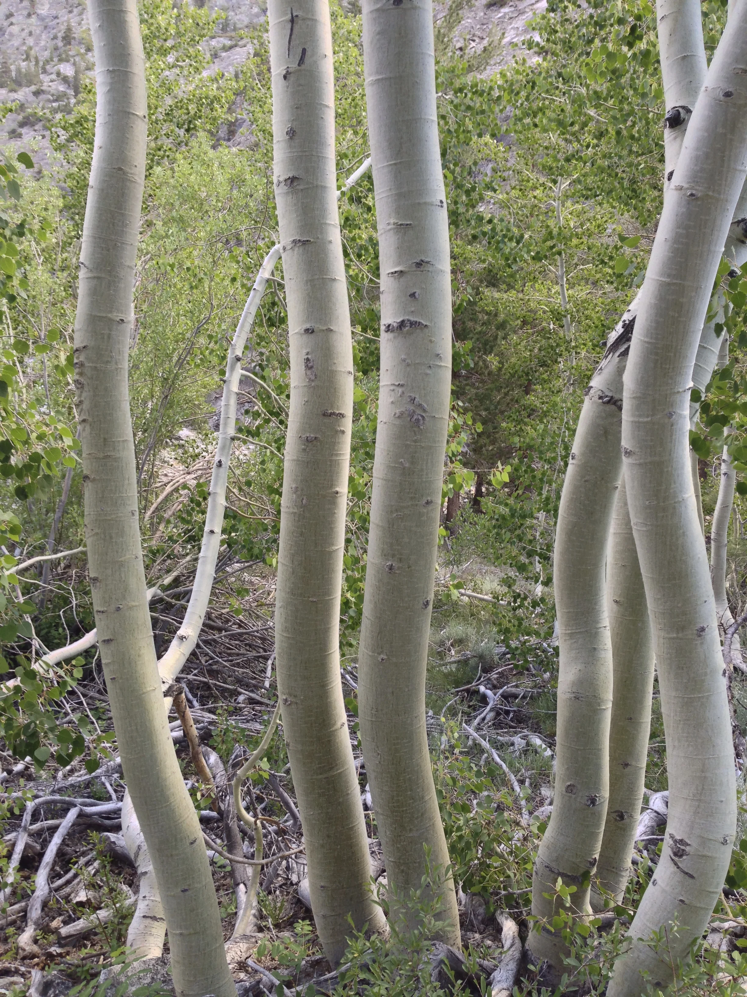 Sierra High Route 2013 64